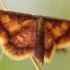 Pelkinis sprindžiukas - Idaea muricata | Fotografijos autorius : Eglė (Černevičiūtė) Vičiuvienė | © Macrogamta.lt | Šis tinklapis priklauso bendruomenei kuri domisi makro fotografija ir fotografuoja gyvąjį makro pasaulį.