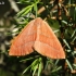 Raudonsprindis - Hylaea fasciaria | Fotografijos autorius : Povilas Sakalauskas | © Macrogamta.lt | Šis tinklapis priklauso bendruomenei kuri domisi makro fotografija ir fotografuoja gyvąjį makro pasaulį.