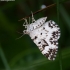 Žiedinė cidarija - Epirrhoe tristata | Fotografijos autorius : Žilvinas Pūtys | © Macrogamta.lt | Šis tinklapis priklauso bendruomenei kuri domisi makro fotografija ir fotografuoja gyvąjį makro pasaulį.