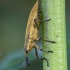 Maudinis stiebastraublis - Lixus iridis | Fotografijos autorius : Žilvinas Pūtys | © Macrogamta.lt | Šis tinklapis priklauso bendruomenei kuri domisi makro fotografija ir fotografuoja gyvąjį makro pasaulį.