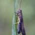 Žaliasis skėriukas - Omocestus viridulus ♂ | Fotografijos autorius : Žilvinas Pūtys | © Macrogamta.lt | Šis tinklapis priklauso bendruomenei kuri domisi makro fotografija ir fotografuoja gyvąjį makro pasaulį.