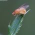 Girinukė - Sapromyza sexpunctata | Fotografijos autorius : Žilvinas Pūtys | © Macrogamta.lt | Šis tinklapis priklauso bendruomenei kuri domisi makro fotografija ir fotografuoja gyvąjį makro pasaulį.