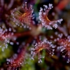  Ilgalapė saulašarė - Drosera anglica | Fotografijos autorius : Rasa Gražulevičiūtė | © Macrogamta.lt | Šis tinklapis priklauso bendruomenei kuri domisi makro fotografija ir fotografuoja gyvąjį makro pasaulį.