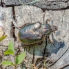  Niūriaspalvis auksavabalis - Osmoderma barnabita  | Fotografijos autorius : Virginijus Jaseliunas | © Macrogamta.lt | Šis tinklapis priklauso bendruomenei kuri domisi makro fotografija ir fotografuoja gyvąjį makro pasaulį.