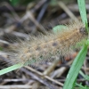 Rudoji meškutė - Phragmatobia fuliginosa, vikšras | Fotografijos autorius : Vytautas Gluoksnis | © Macrogamta.lt | Šis tinklapis priklauso bendruomenei kuri domisi makro fotografija ir fotografuoja gyvąjį makro pasaulį.