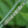 ? | Fotografijos autorius : Vidas Brazauskas | © Macrogamta.lt | Šis tinklapis priklauso bendruomenei kuri domisi makro fotografija ir fotografuoja gyvąjį makro pasaulį.