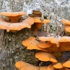Vėduoklinė meškaitė - Phyllotopsis nidulans | Fotografijos autorius : Kazimieras Martinaitis | © Macrogamta.lt | Šis tinklapis priklauso bendruomenei kuri domisi makro fotografija ir fotografuoja gyvąjį makro pasaulį.