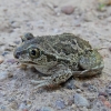 Česnakė - Pelobates fuscus | Fotografijos autorius : Deividas Makavičius | © Macrogamta.lt | Šis tinklapis priklauso bendruomenei kuri domisi makro fotografija ir fotografuoja gyvąjį makro pasaulį.