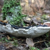 Šakninė pintenė - Heterobasidion annosum | Fotografijos autorius : Vytautas Gluoksnis | © Macrogamta.lt | Šis tinklapis priklauso bendruomenei kuri domisi makro fotografija ir fotografuoja gyvąjį makro pasaulį.