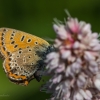 Šiaurinis auksinukas - Lycaena helle | Fotografijos autorius : Dalia Račkauskaitė | © Macrogamta.lt | Šis tinklapis priklauso bendruomenei kuri domisi makro fotografija ir fotografuoja gyvąjį makro pasaulį.