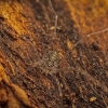 Šienpjovys - Opiliones | Fotografijos autorius : Povilas Sakalauskas | © Macrogamta.lt | Šis tinklapis priklauso bendruomenei kuri domisi makro fotografija ir fotografuoja gyvąjį makro pasaulį.