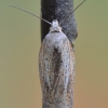 Rudasis akleris - Acleris rufana | Fotografijos autorius : Arūnas Eismantas | © Macrogamta.lt | Šis tinklapis priklauso bendruomenei kuri domisi makro fotografija ir fotografuoja gyvąjį makro pasaulį.