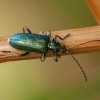 Šilkinis viksvinukas - Plateumaris sericea | Fotografijos autorius : Žilvinas Pūtys | © Macrogamta.lt | Šis tinklapis priklauso bendruomenei kuri domisi makro fotografija ir fotografuoja gyvąjį makro pasaulį.