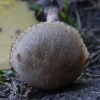Šiurkščioji lakrimarija - Lacrymaria lacrymabunda | Fotografijos autorius : Vytautas Gluoksnis | © Macrogamta.lt | Šis tinklapis priklauso bendruomenei kuri domisi makro fotografija ir fotografuoja gyvąjį makro pasaulį.