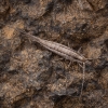 Jumping Bristletail - Silvestrichilis sp. | Fotografijos autorius : Žilvinas Pūtys | © Macronature.eu | Macro photography web site