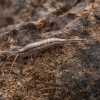 Jumping Bristletail - Silvestrichilis sp. | Fotografijos autorius : Žilvinas Pūtys | © Macronature.eu | Macro photography web site