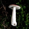 Brittlegill - Russula silvestris | Fotografijos autorius : Aleksandras Stabrauskas | © Macronature.eu | Macro photography web site