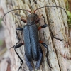 Pušinis skujagraužis - Cortodera femorata | Fotografijos autorius : Gintautas Steiblys | © Macrogamta.lt | Šis tinklapis priklauso bendruomenei kuri domisi makro fotografija ir fotografuoja gyvąjį makro pasaulį.