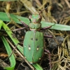Žaliasis šoklys - Cicindela campestris | Fotografijos autorius : Gintautas Steiblys | © Macrogamta.lt | Šis tinklapis priklauso bendruomenei kuri domisi makro fotografija ir fotografuoja gyvąjį makro pasaulį.