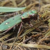 Žaliasis šoklys - Cicindela campestris | Fotografijos autorius : Gintautas Steiblys | © Macrogamta.lt | Šis tinklapis priklauso bendruomenei kuri domisi makro fotografija ir fotografuoja gyvąjį makro pasaulį.