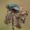 Marsh Greenbottle Fly - Lucilia silvarum ♀ | Fotografijos autorius : Žilvinas Pūtys | © Macronature.eu | Macro photography web site