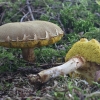 Žalsvasis aksombaravykis - Xerocomus subtomentosus | Fotografijos autorius : Vytautas Gluoksnis | © Macrogamta.lt | Šis tinklapis priklauso bendruomenei kuri domisi makro fotografija ir fotografuoja gyvąjį makro pasaulį.