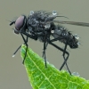 Žiedenė | Fotografijos autorius : Gintautas Steiblys | © Macrogamta.lt | Šis tinklapis priklauso bendruomenei kuri domisi makro fotografija ir fotografuoja gyvąjį makro pasaulį.