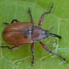 Žiedgraužis - Anthonomus phyllocola | Fotografijos autorius : Žilvinas Pūtys | © Macrogamta.lt | Šis tinklapis priklauso bendruomenei kuri domisi makro fotografija ir fotografuoja gyvąjį makro pasaulį.