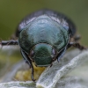 Žiedinis grambuolys - Anomala dubia | Fotografijos autorius : Žilvinas Pūtys | © Macrogamta.lt | Šis tinklapis priklauso bendruomenei kuri domisi makro fotografija ir fotografuoja gyvąjį makro pasaulį.