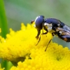 Žiedmusė - Syritta pipiens | Fotografijos autorius : Oskaras Venckus | © Macrogamta.lt | Šis tinklapis priklauso bendruomenei kuri domisi makro fotografija ir fotografuoja gyvąjį makro pasaulį.