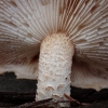 Žvynuotasis dantūnis - Neolentinus lepideus | Fotografijos autorius : Vitalij Drozdov | © Macrogamta.lt | Šis tinklapis priklauso bendruomenei kuri domisi makro fotografija ir fotografuoja gyvąjį makro pasaulį.