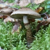 Žvynuotasis nuosėdis - Cortinarius pholideus | Fotografijos autorius : Vytautas Gluoksnis | © Macrogamta.lt | Šis tinklapis priklauso bendruomenei kuri domisi makro fotografija ir fotografuoja gyvąjį makro pasaulį.