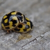 14-spotted ladybird beetle - Propylaea quatuordecimpunctata | Fotografijos autorius : Nomeda Vėlavičienė | © Macronature.eu | Macro photography web site