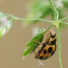 14-spotted ladybird beetle - Propylea quatuordecimpunctata | Fotografijos autorius : Vidas Brazauskas | © Macronature.eu | Macro photography web site