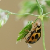 Juodasiūlė boružė - Propylea quatuordecimpunctata | Fotografijos autorius : Vidas Brazauskas | © Macronature.eu | Macro photography web site