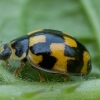 14-spotted ladybird beetle - Propylea quatuordecimpunctata | Fotografijos autorius : Žilvinas Pūtys | © Macronature.eu | Macro photography web site