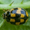 14-spotted ladybird beetle - Propylea quatuordecimpunctata | Fotografijos autorius : Žilvinas Pūtys | © Macronature.eu | Macro photography web site