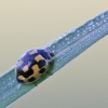 14-spotted ladybird beetle - Propylea quatuordecimpunctata | Fotografijos autorius : Agnė Našlėnienė | © Macronature.eu | Macro photography web site