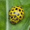 22-spot Ladybird - Psyllobora vigintiduopunctata | Fotografijos autorius : Žilvinas Pūtys | © Macronature.eu | Macro photography web site