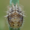 Dvidešimtketurtaškė boružė - Subcoccinella vigintiquatuorpunctata, lėliukė | Fotografijos autorius : Žilvinas Pūtys | © Macronature.eu | Macro photography web site