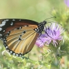 African Monarch - Danaus chrysippus | Fotografijos autorius : Gintautas Steiblys | © Macronature.eu | Macro photography web site