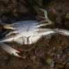 African blue swimming crab - Portunus segnis ♀ | Fotografijos autorius : Žilvinas Pūtys | © Macrogamta.lt | Šis tinklapis priklauso bendruomenei kuri domisi makro fotografija ir fotografuoja gyvąjį makro pasaulį.