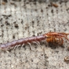 Akmenlindė - Lithobius forficatus | Fotografijos autorius : Vidas Brazauskas | © Macrogamta.lt | Šis tinklapis priklauso bendruomenei kuri domisi makro fotografija ir fotografuoja gyvąjį makro pasaulį.