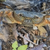 Algerian freshwater crab - Potamon algeriense | Fotografijos autorius : Gintautas Steiblys | © Macronature.eu | Macro photography web site