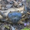 Algerian freshwater crab - Potamon algeriense | Fotografijos autorius : Gintautas Steiblys | © Macronature.eu | Macro photography web site