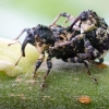 Alksninis paslėptastraublis - Cryptorhynchus lapathi | Fotografijos autorius : Oskaras Venckus | © Macrogamta.lt | Šis tinklapis priklauso bendruomenei kuri domisi makro fotografija ir fotografuoja gyvąjį makro pasaulį.