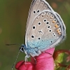 Amanda's Blue - Polyommatus amandus  | Fotografijos autorius : Gintautas Steiblys | © Macronature.eu | Macro photography web site