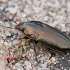 Žaliasis laukažygis - Amara aenea | Fotografijos autorius : Gintautas Steiblys | © Macrogamta.lt | Šis tinklapis priklauso bendruomenei kuri domisi makro fotografija ir fotografuoja gyvąjį makro pasaulį.