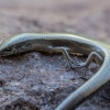 Anatolian snake-eyed skink - Ablepharus anatolicus | Fotografijos autorius : Žilvinas Pūtys | © Macronature.eu | Macro photography web site