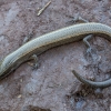 Anatolian snake-eyed skink - Ablepharus anatolicus | Fotografijos autorius : Žilvinas Pūtys | © Macronature.eu | Macro photography web site